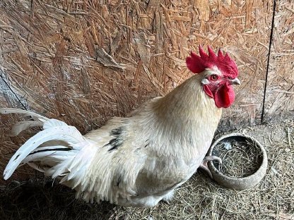 Zutraulicher Hahn sucht neuen Wirkungskreis