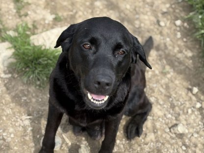 Labrador mit Ahnentafel
