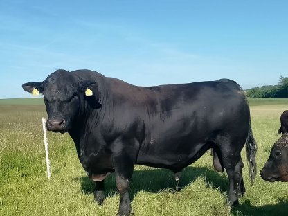 Aberdeen Angus Herdebuch Zuchtstier mit Bio-Zertifikat