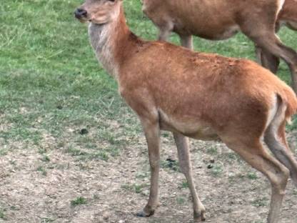 Bild 5:Rothirsch Zuchthirsche