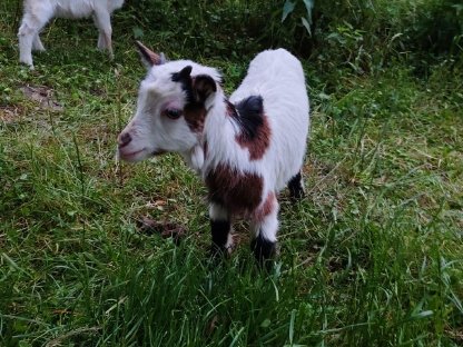 Bild 5:Ziegenkitze zu verkaufen