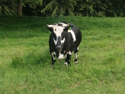 Bild 2:Hochträchtige Kalbin zu verkaufen