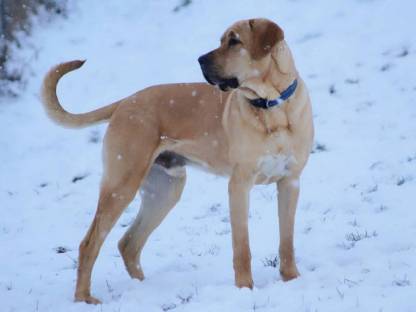 Broholmer Welpen - Dänischer Königshund