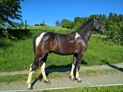 Warmblutwallach und Warmbluthengstfohlen