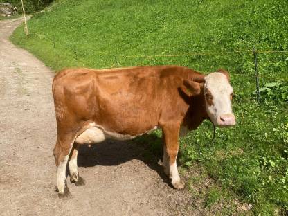 Erstlingskuh Fleckvieh