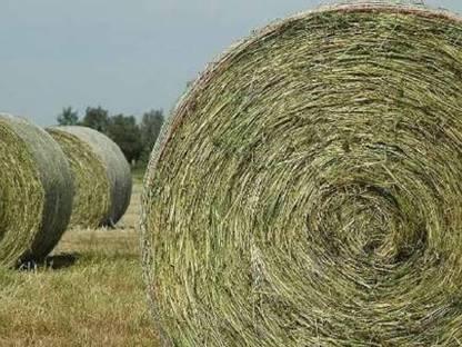 Bio Heu Rundballen aus 2024, 1. Schnitt (Kuchl)