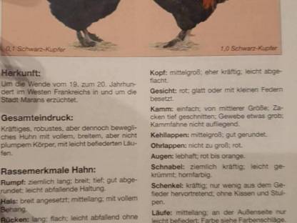 Bild 5:Bruteier von reinrassigen Maran schwarz-kupfer