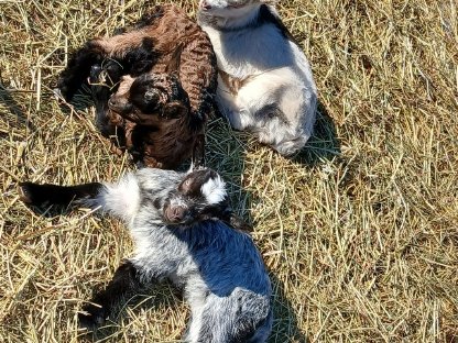 Bild 2:Schafe Lämmer, Ziegenkitze, Ziegenbock