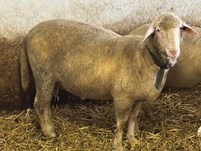 Merino Zuchtwidder