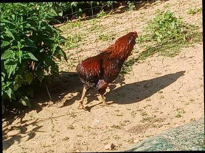 Bild 4:Araucana-Grünleger-Hähne