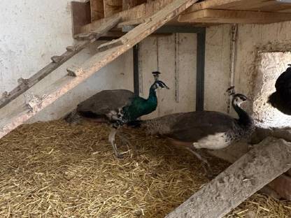 Bild 6:Pfau