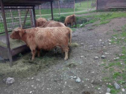 Bild 2:Hochlandrinder günstig abzugeben, Kälber, Jungvieh