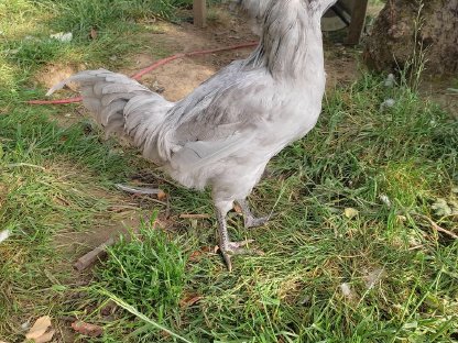 British Lavender Araucana Hähne zu vergeben