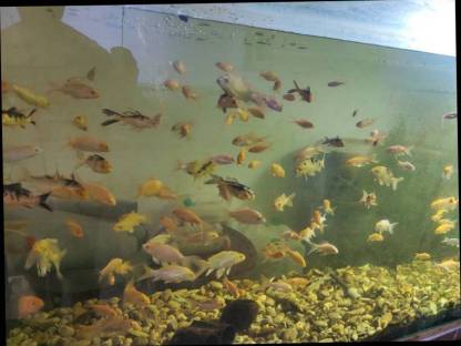 Bild 3:Koi / Butterflykoi