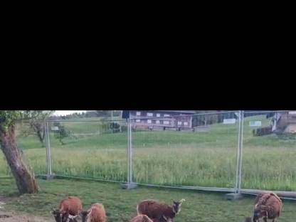 Soay Böcklein