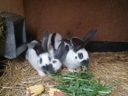 Riesenschecken Weibchen