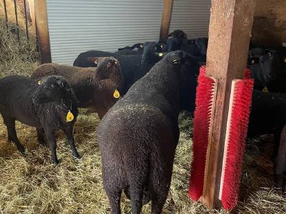 Bild 3:Jura-Zuchtwidder