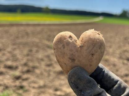 Bio Saatkartoffeln
