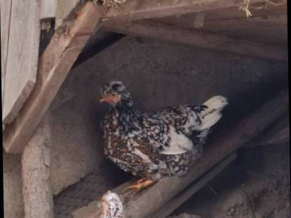 Blumenhuhn