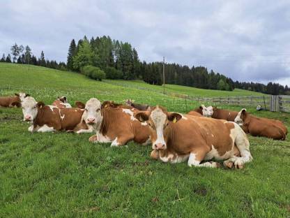 Trächtige Bio-Fleckvieh-Kalbinnen