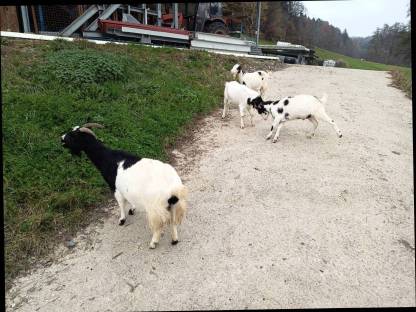 Bild 7:Zwergziegen