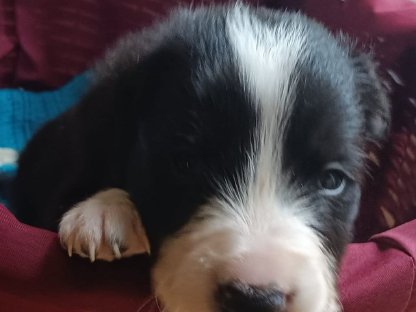 Bild 4:Border Collie Welpen