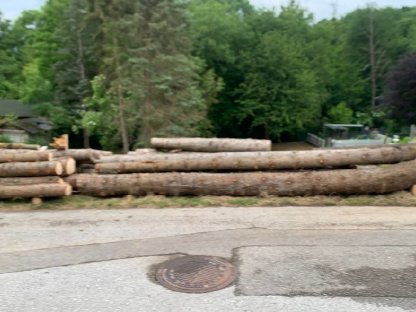 Bild 3:Fichte Stämme 5 m