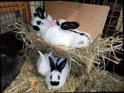 Bild 6:Fleischhasen geschlachtet und reinrassige deutsche Schecken