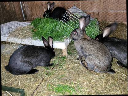 Bild 5:Fleischhasen geschlachtet und reinrassige deutsche Schecken