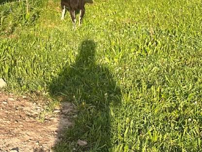 Bild 2:Pinzgauer Strahlenziege Bock Kitz