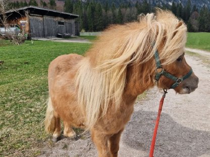 Bild 2:Mini Shetland-Hengste zu vergeben