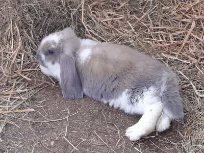 Bild 8:Junge Deutsche Widder