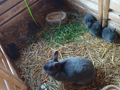 Kaninchen