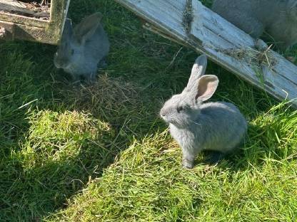 Bild 5:Junge Deutsche Riesen Fleischhasen