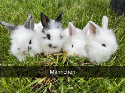 Zwergkaninchen