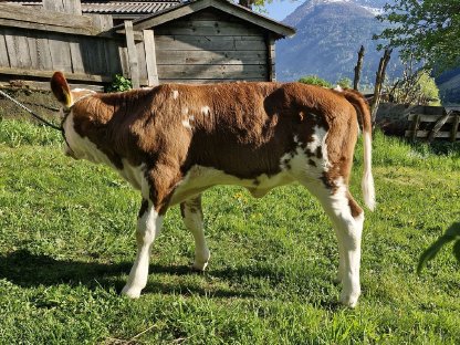 FV Zuchtkalb zu verkaufen, genetisch hornlos