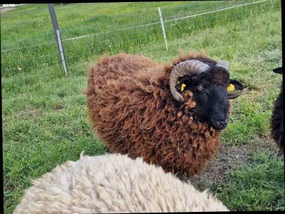 Bild 5:Waldschaf Widder