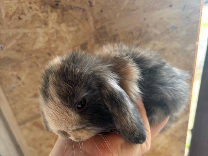 Junge Mini Lop Kaninchen zu verkaufen