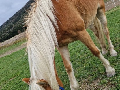 Haflinger Stute