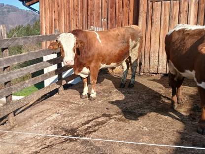 Verkaufe Bio Sprung-Stier FV