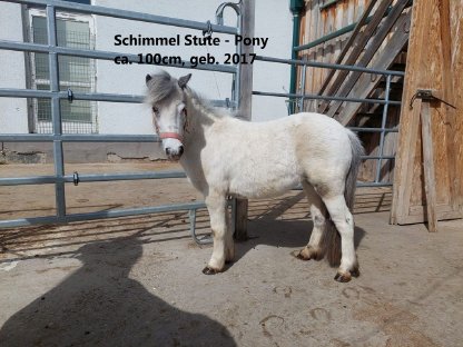 Bild 2:Bezauberndes Pony