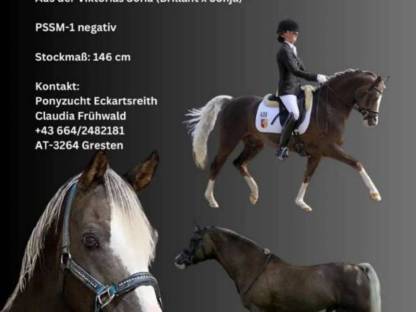 Bild 9:Deutsches Reitpony