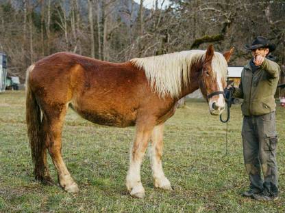 Bild 2:Noriker Stute, 2 Jahre, Fuchs, selbstständig und gelassen
