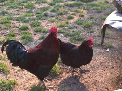 Bild 4:Eier von Araucaner, Maran & Lari reinrassig