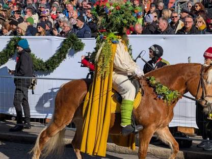 Haflinger Stute