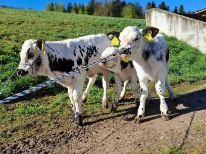 Pustertaler Sprinzen für die Mast