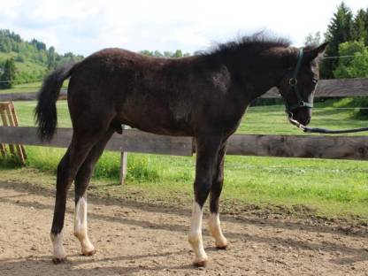 Bild 5:Reitpony Hengstfohlen zu verkaufen