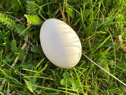 Bild 5:Haubenhuhn-Bruteier