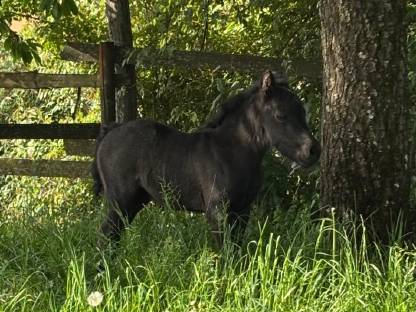 Bild 2:Dartmoor Ponyfohlen zu verkaufen