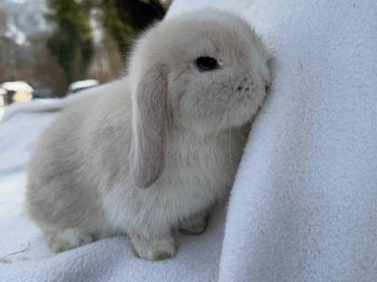 Bild 8:Zwergwidder Babys